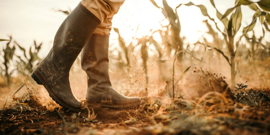 Close-up of a farmer's boots walking through a sunlit corn field at sunset, kicking up a small cloud of dust.